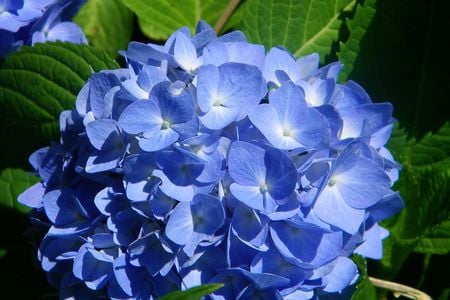 Hydrangea - blue, flower, hydrangia