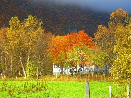 Beautiful Autumn, Norway - trees, beautiful, autumn, green, houses, farms