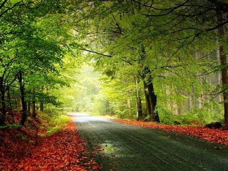 Green Tunnel - autumn, green, road, tunnel, forest, route