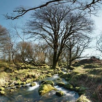 River's Trees