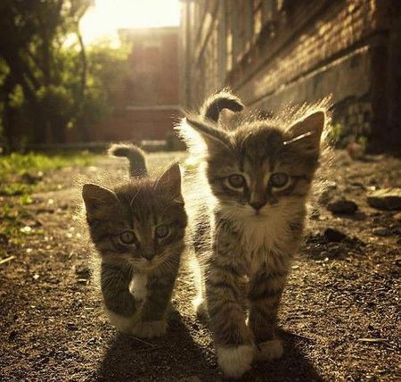 Big and Little - cats, kittens, animals, photography