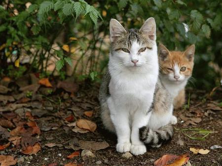 Kittys in the Brush - animals, kittens, cats, photography