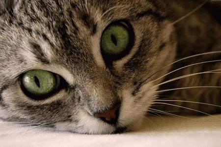 Green Eyed Kitty - close up, green eyes, cats, kittens, photography, animals