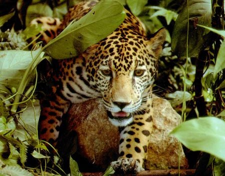 jaguar in the shadows - stalking, rock, hiding, plants