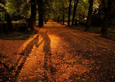 Autumn Image - nature, autumn, scenic, leafs, road, neighbourhood