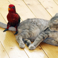 Cat & bird