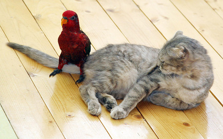 Cat & bird - animals, cats