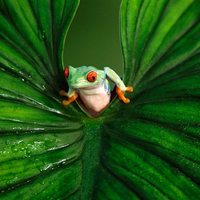 Red  Eyed Tree Frog .jpg