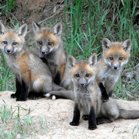 Baby foxes