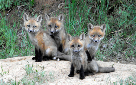 Baby foxes - foxes, animals