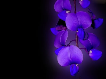 Blue Orchid W indows 7.jpg