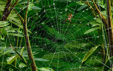 plant spider - plant spider, spider, web, plant