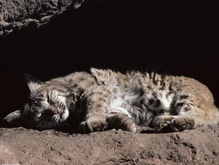 AFTERNOON SNOOZE - bobcat, sleeping, afternoon, resting