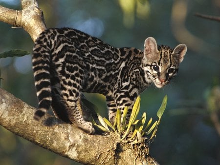 WILD MARGAY KITTEN - cat, wild