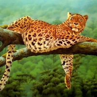 Leopard