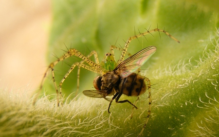 Hungry Spider - spider, sunflower, comiendo, girasol, fly, food, eating, mosca