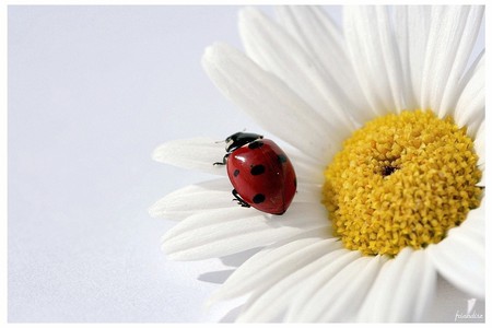 little poser - red, flower, ladybug