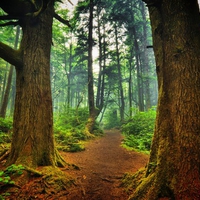 la push forest