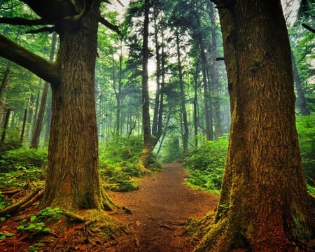 la push forest - forest, g