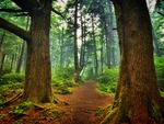 la push forest