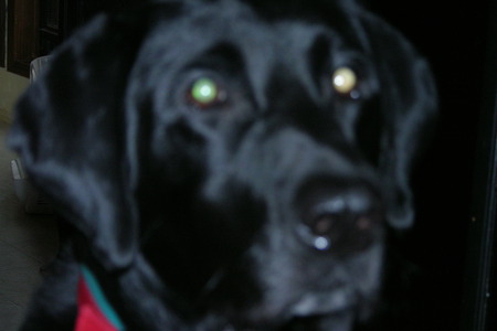 My buddy REX - pets, animals, dogs, lab