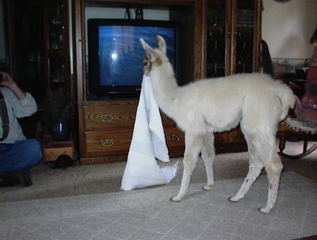 Baby Llama - llama, home, pets