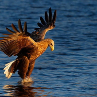 Eagle
