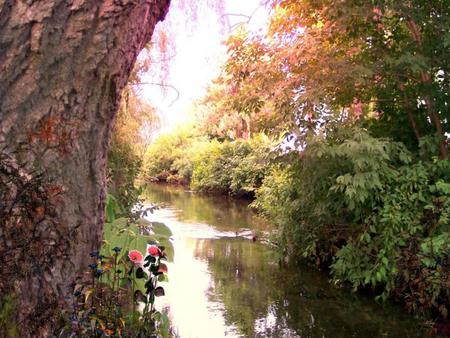 autumn place - flowers, autumn colours, trees, river