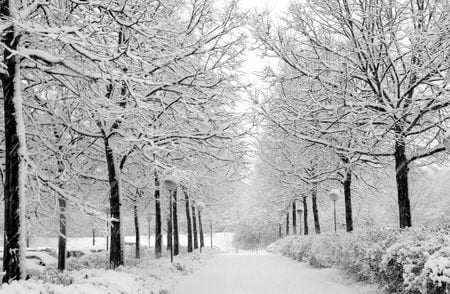 Winter Imagery - nature, frosty, trees, snow, winter, road