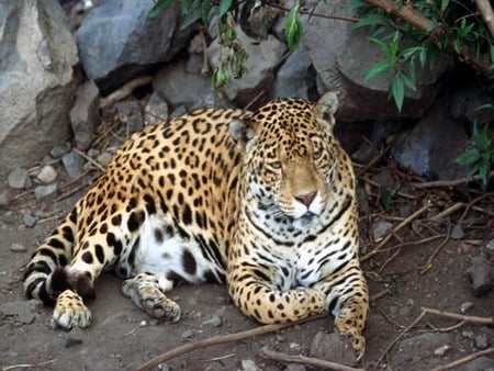 jaguar