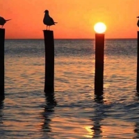Gulls and Sun