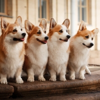 Pembroke Welsh Corgi