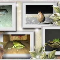 FROG COLLAGE