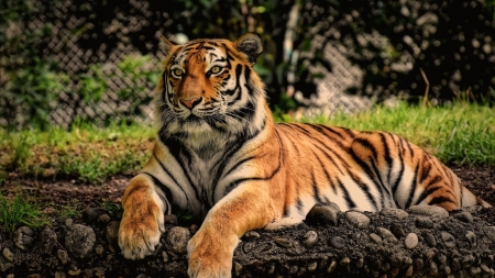 Laying Tiger - Fence, Rocks, Outdoors, Big Cat