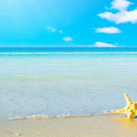 Starfish on he beach