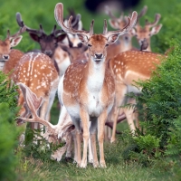 Deers