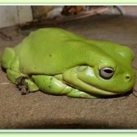 FRAMED FROGS