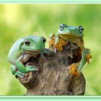 FRAMED FROGS