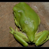 FRAMED FROGS