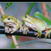 FRAMED FROGS