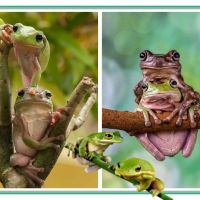 FROG COLLAGE