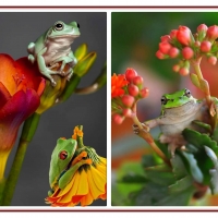 FROG COLLAGE