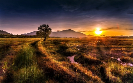 marshy land - sunset, tree, sky, streams