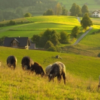 Fields with Sheep