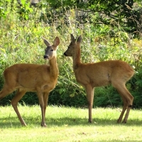 Deer Chat