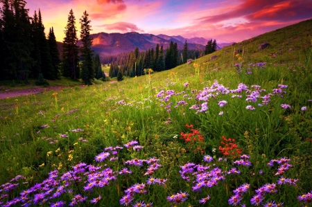 Colorado Summer - flowers, clouds, trees, blossoms, sunset, sky