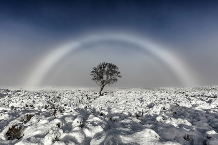 A Rare Fogbow - fogbow, snow, moor, scotland, tree