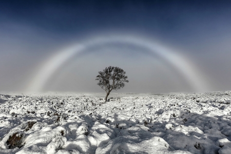 A Rare Fogbow - moor, snow, scotland, fogbow, tree