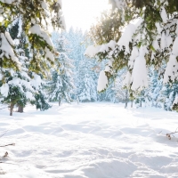 Winter Forest Landscape