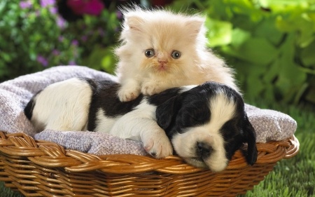 Please Don't Wake Me Til Friday - Expression, Purple, Bushes, Flowers, Adorable Friends, Black Spots, Blue Eyes, Basket, Blanket, White, Grass, Wood, Puppy, Kitty, Sleeping